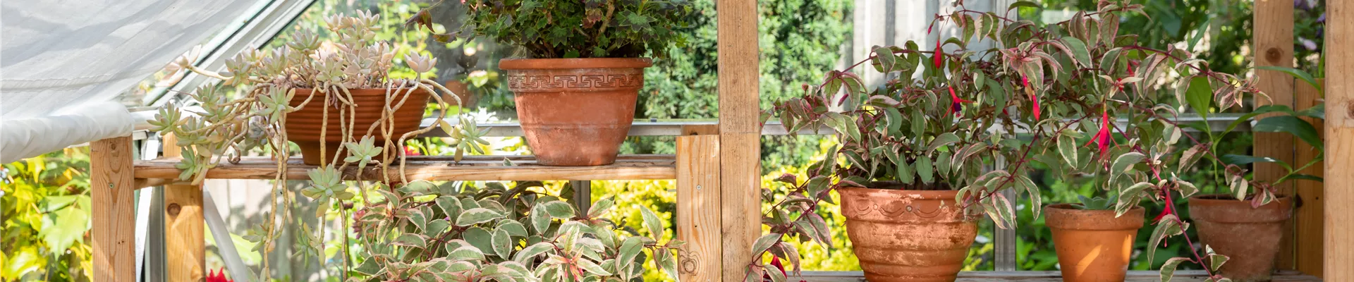 Pflanzregal im Gewächshaus (Zubehör) Pflanzregal im Gewächshaus (Zubehör)