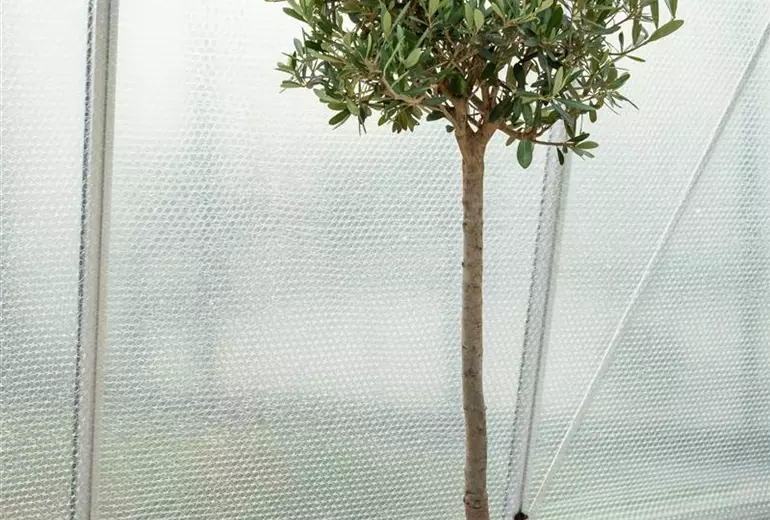 Olive überwintern - Luftpolsterfolie