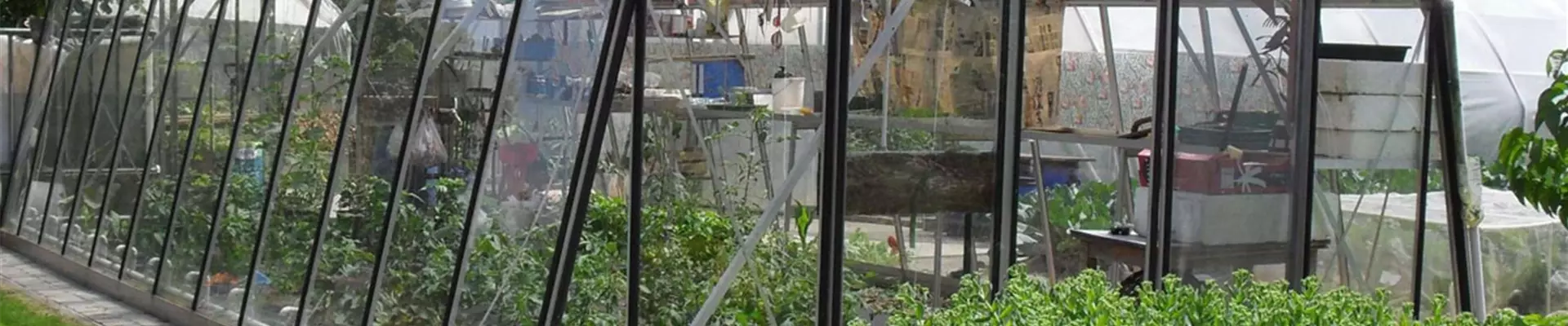Tomatengewächshaus, groß, Glas