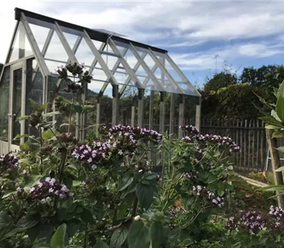 Holzgewächshaus mittelgroß Emilia - mit 4 mm Sicherheitsglas Holzgewächshaus mittelgroß Emilia - mit 4 mm Sicherheitsglas