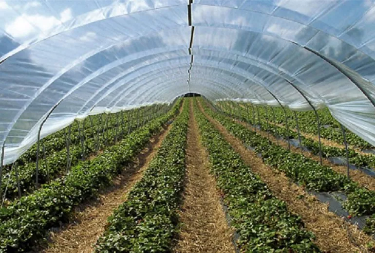 Folientunnel-Verlaengerung-1200x550.jpg