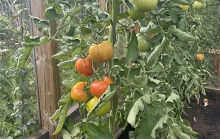 Tomaten_5481.jpg