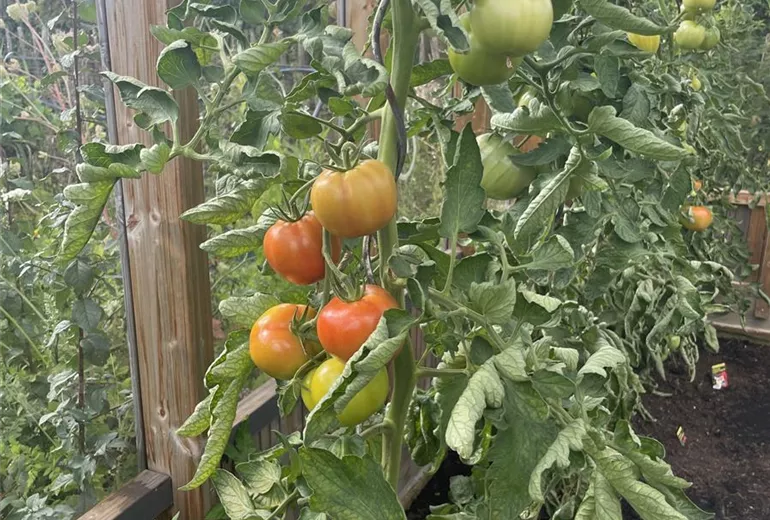 Tomaten_5481.jpg