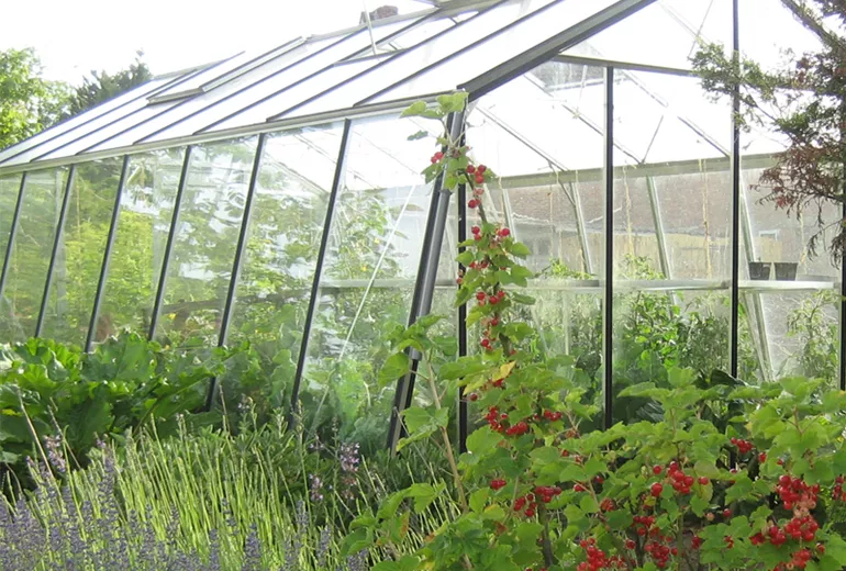 Gewächshaus, Obst und Gemüse Gewächshaus, Obst und Gemüse
