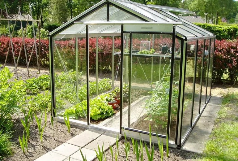 Salat und Luftfeuchte