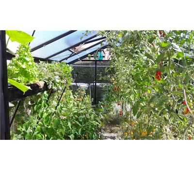 Eigene Ernte unter Glas Eigene Ernte unter Glas