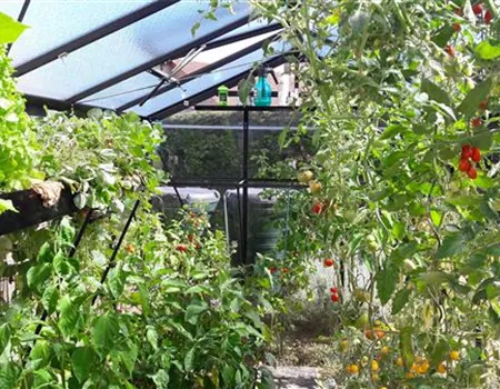 Eigene Ernte unter Glas