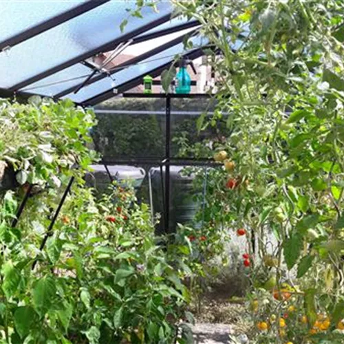 Eigene Ernte unter Glas