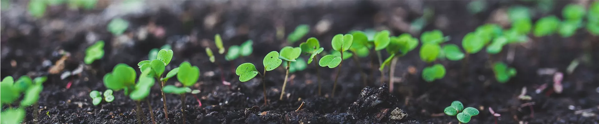 heizung_1920_jungpflanzen heizung_1920_jungpflanzen