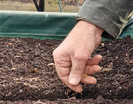 Von der Saat zum Salat