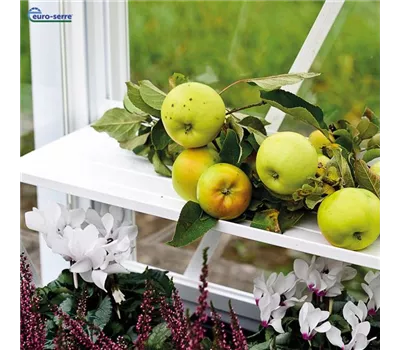 Regal-Brett Regal-Brett